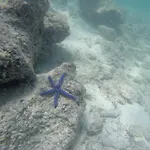 La Casa Della Stella Marina مارينا دي مانكافيسا